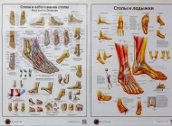 Ортопедический салон Школа Здоровые Ноги Фото 5 на сайте Basmannyi.ru