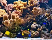 Океанариум Морской аквариум  на сайте Basmannyi.ru