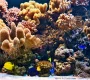 Океанариум Морской аквариум  на сайте Basmannyi.ru