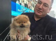 Royal-pets Фото 7 на сайте Basmannyi.ru