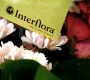 Всемирная служба доставки цветов Interflora  на сайте Basmannyi.ru